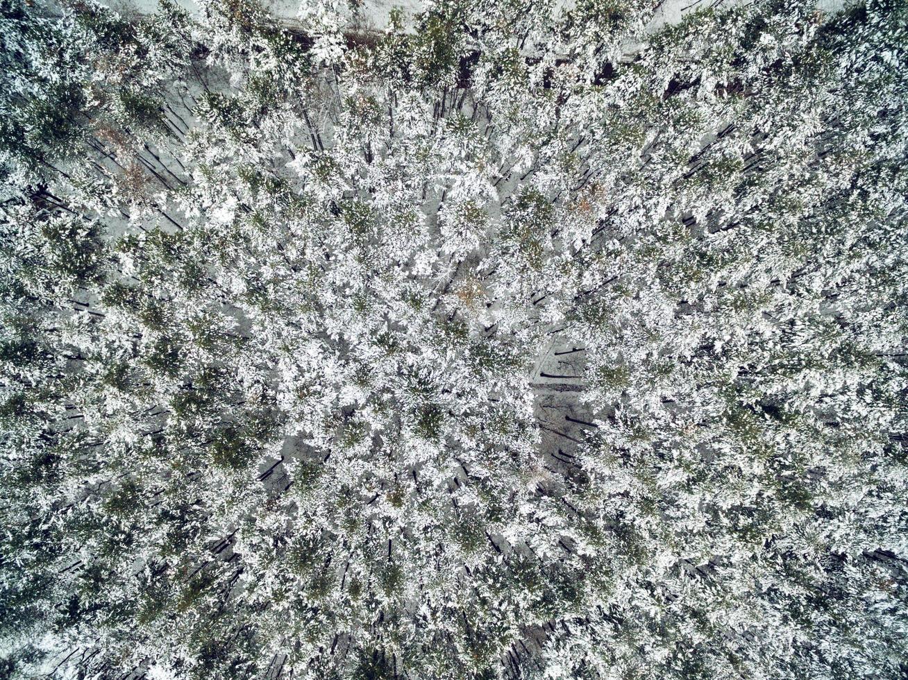 Forest In Winter From Above photo