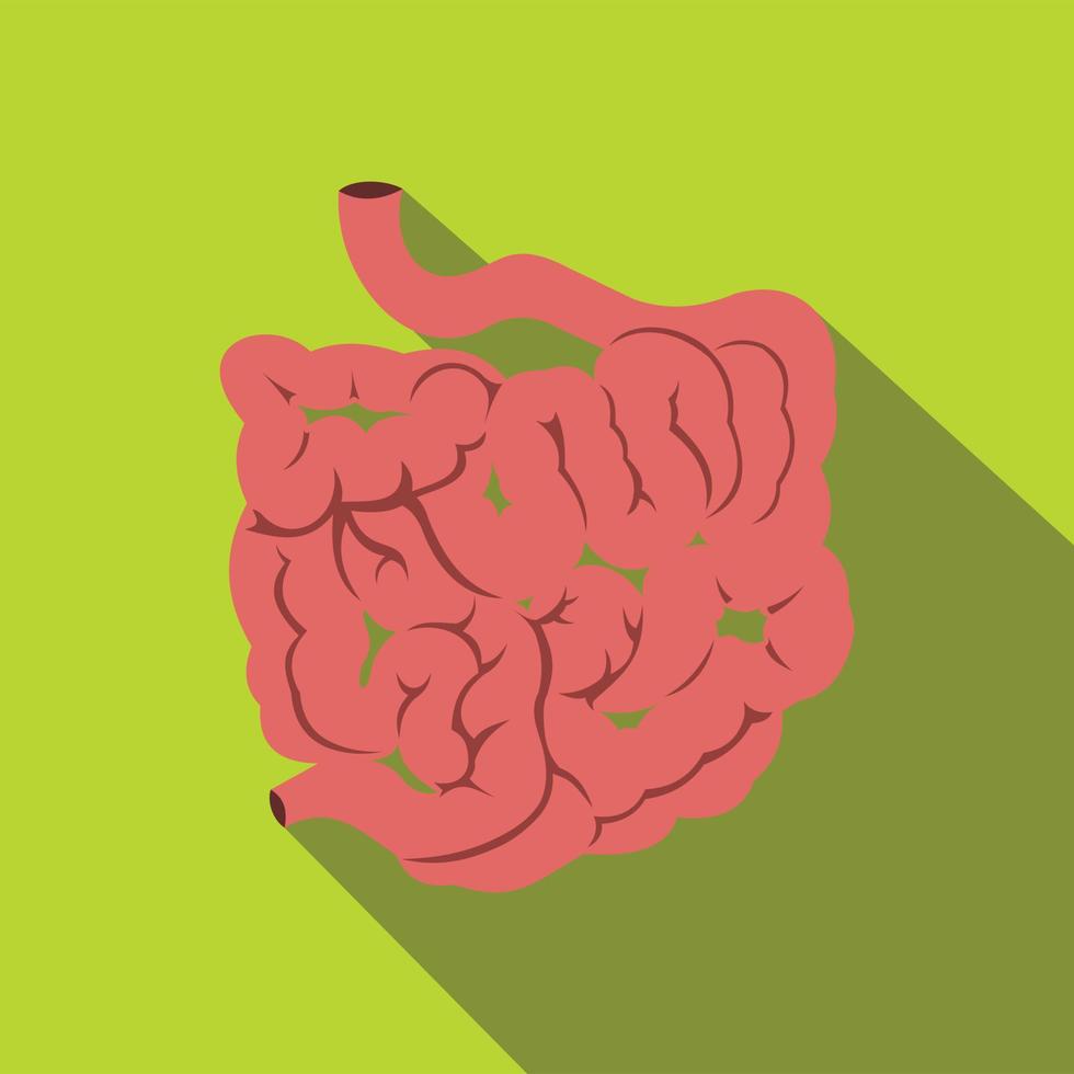 Small intestine flat icon with shadow vector