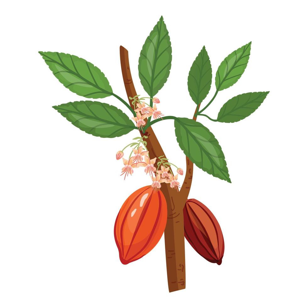 Cacao tree branch icon cartoon vector. Nut leaf vector