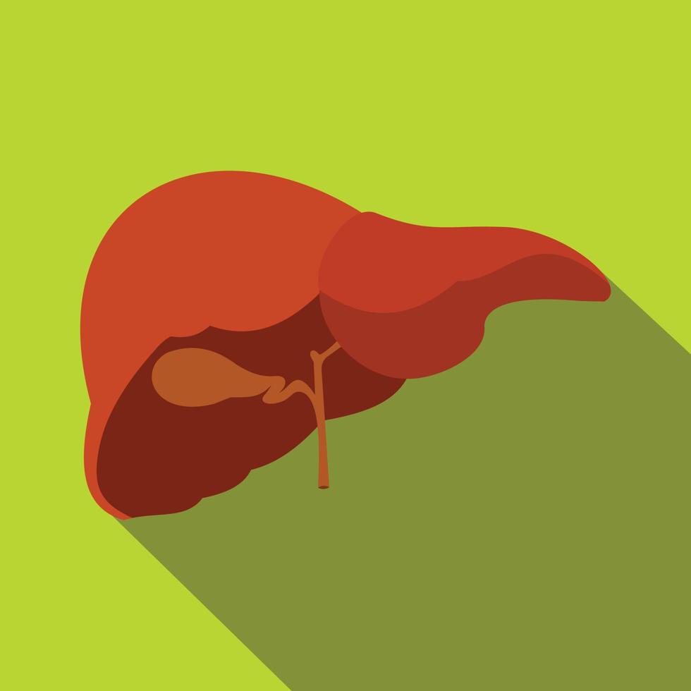 Human liver flat icon with shadow vector