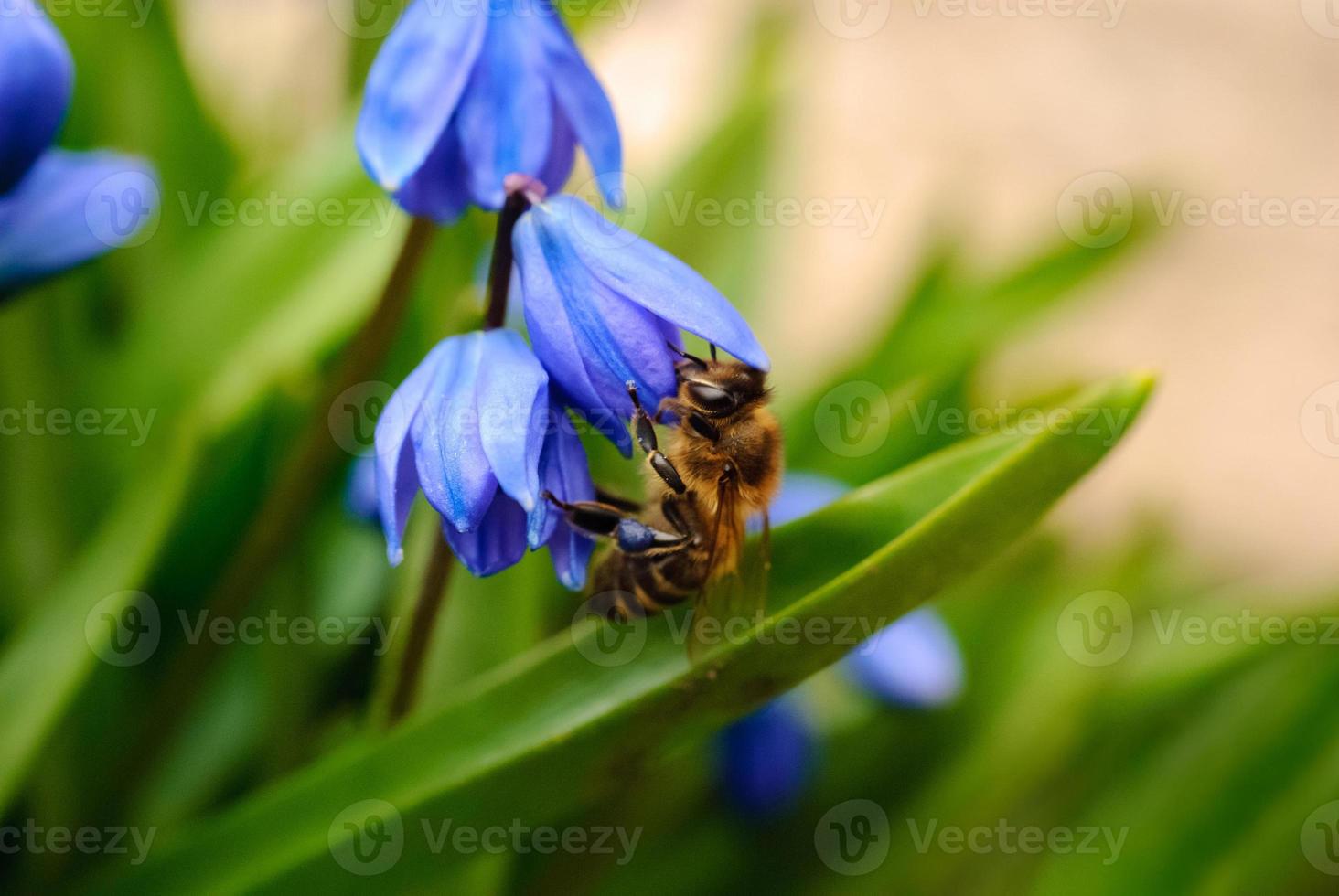 A bee collects nectar from a flower. Primula Scilla siberica, close-up photo