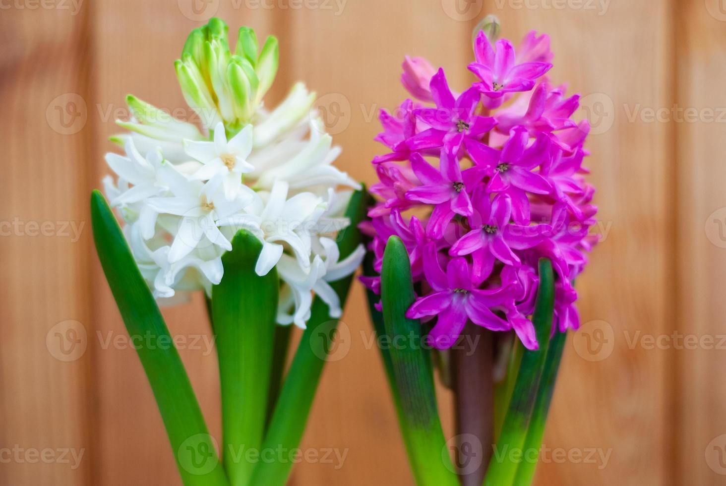 White and pink hyacinth flowers on a background of wooden planks photo