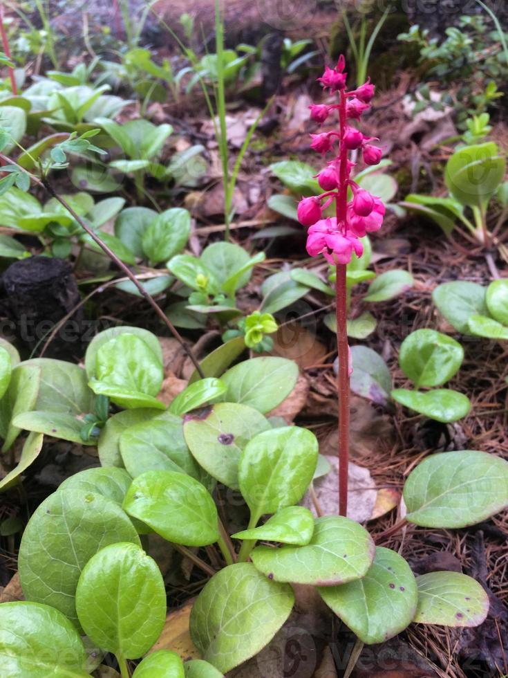 Close Up Image of Pyrola photo