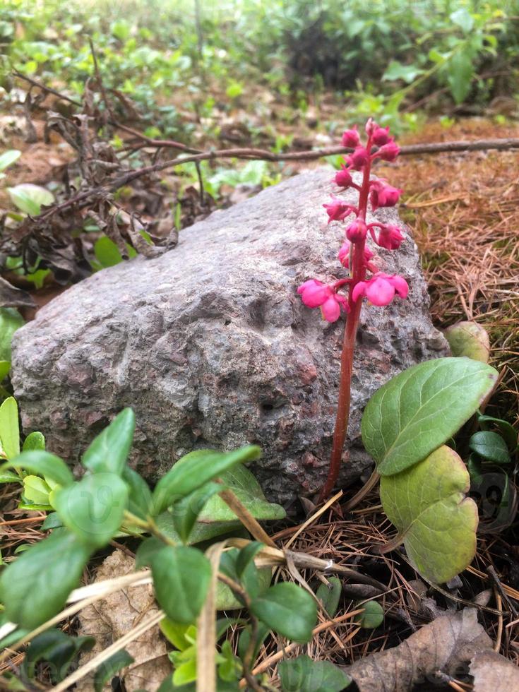 Close Up Image of Pyrola photo