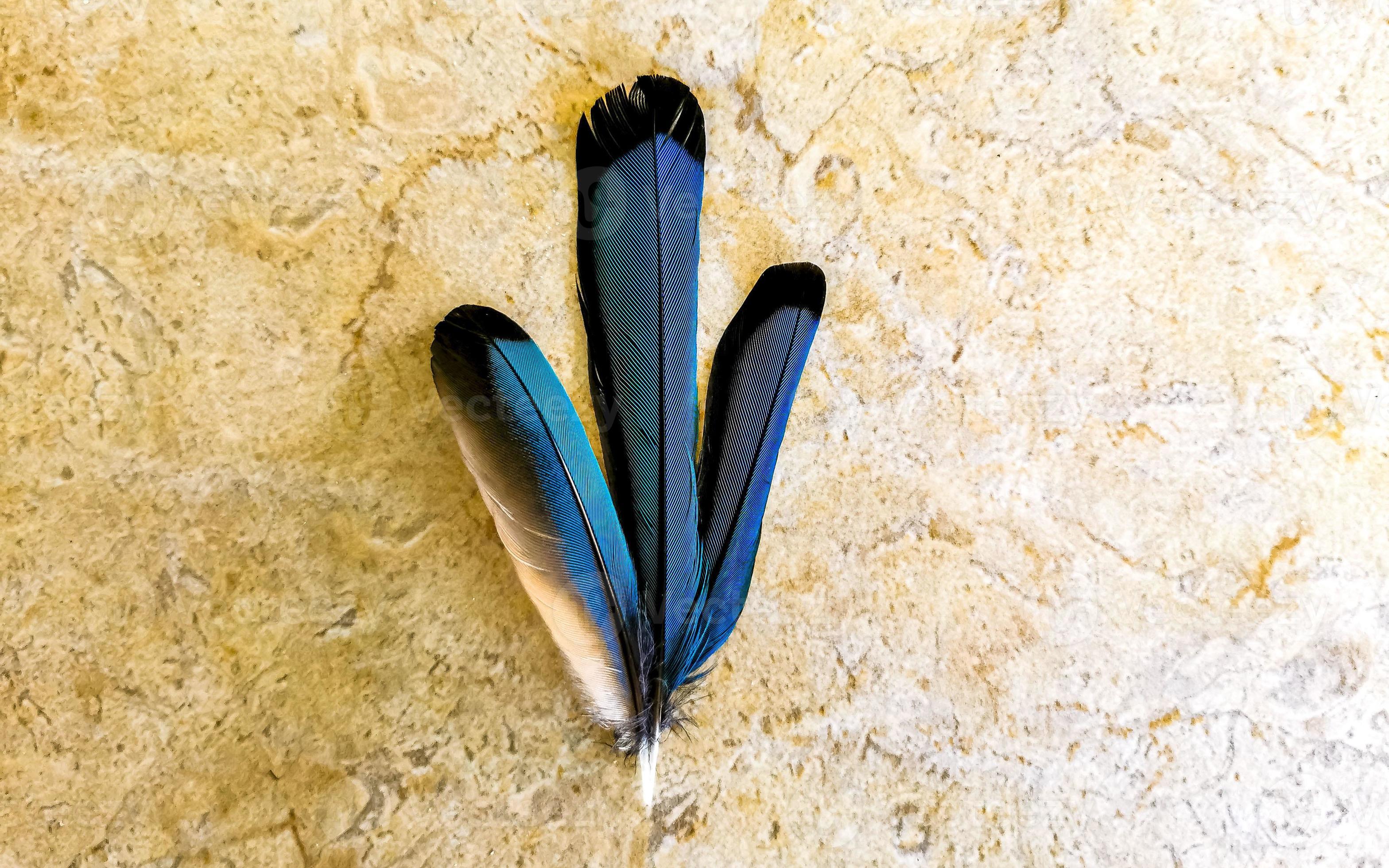 Feathers of beautiful blue cenote bird Mot Mot MotMot Mexico. 14153981