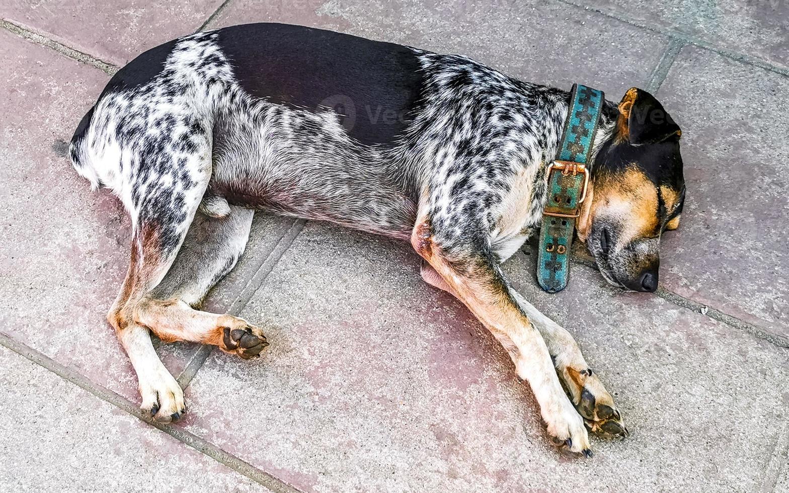 Stray dog sleeps and relaxes on the street in Mexico. photo