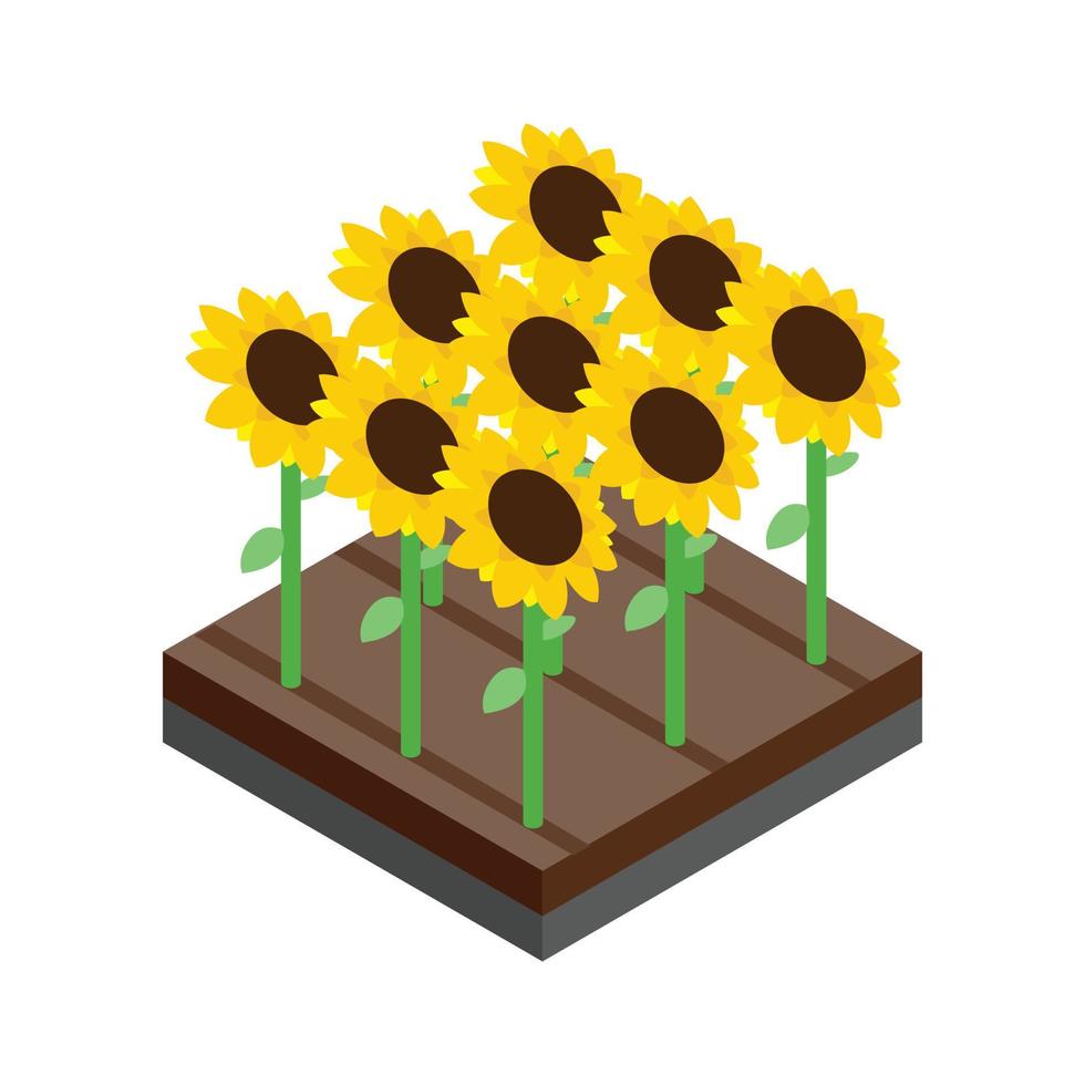 Sunflower field isometric 3d icon vector