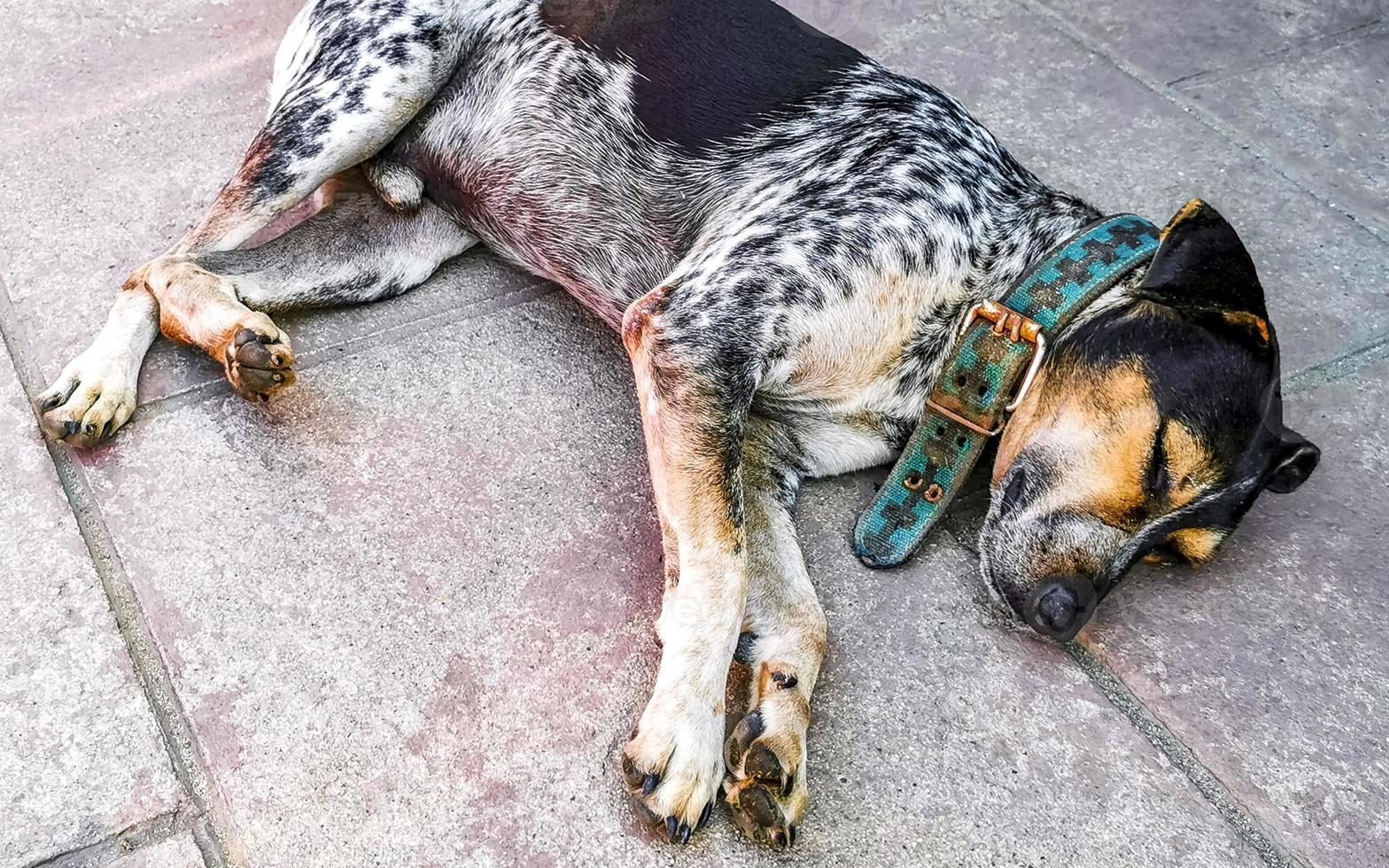 Stray dog sleeps and relaxes on the street in Mexico. photo