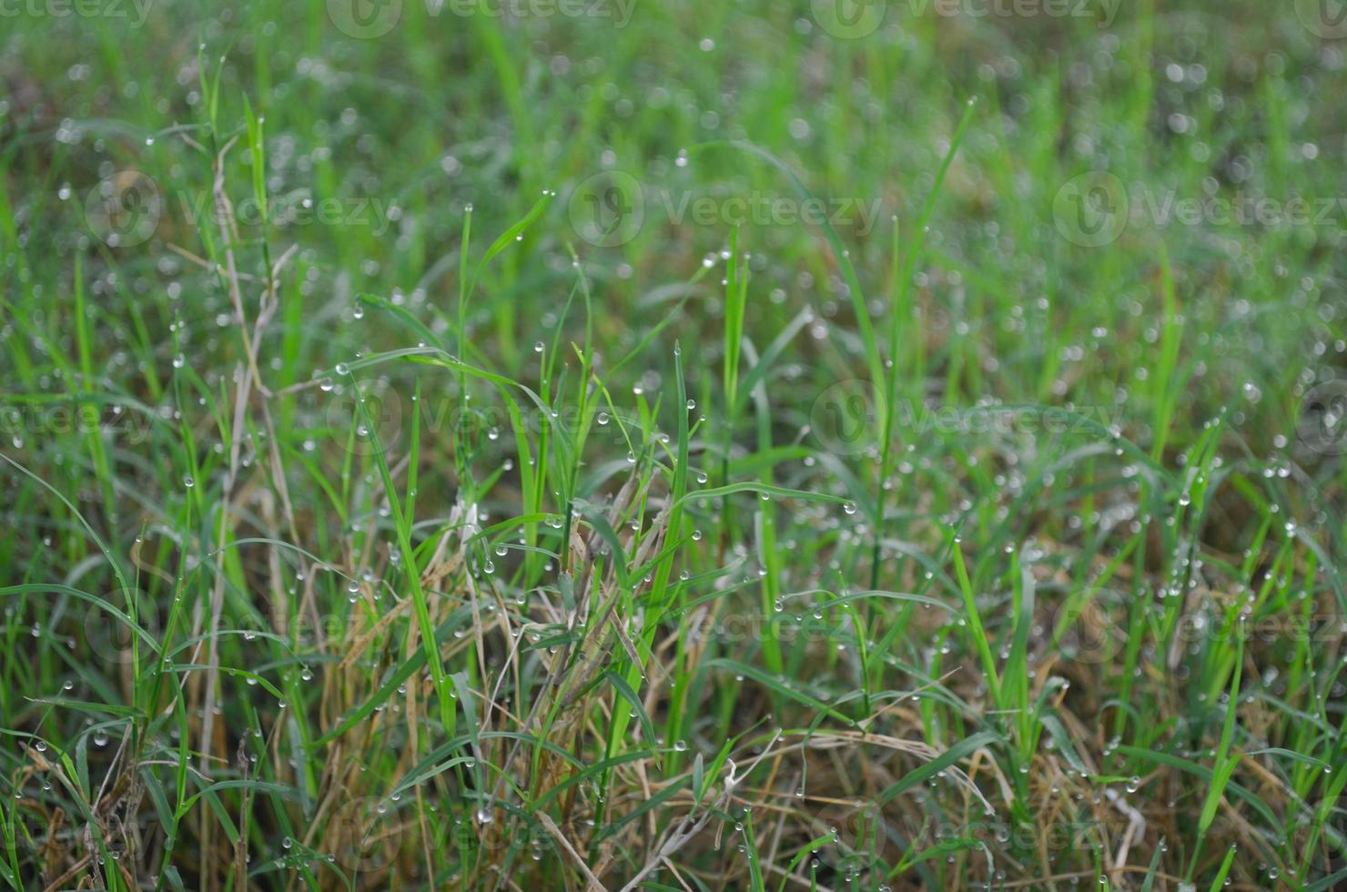 Closeup of green dew and green grass photo