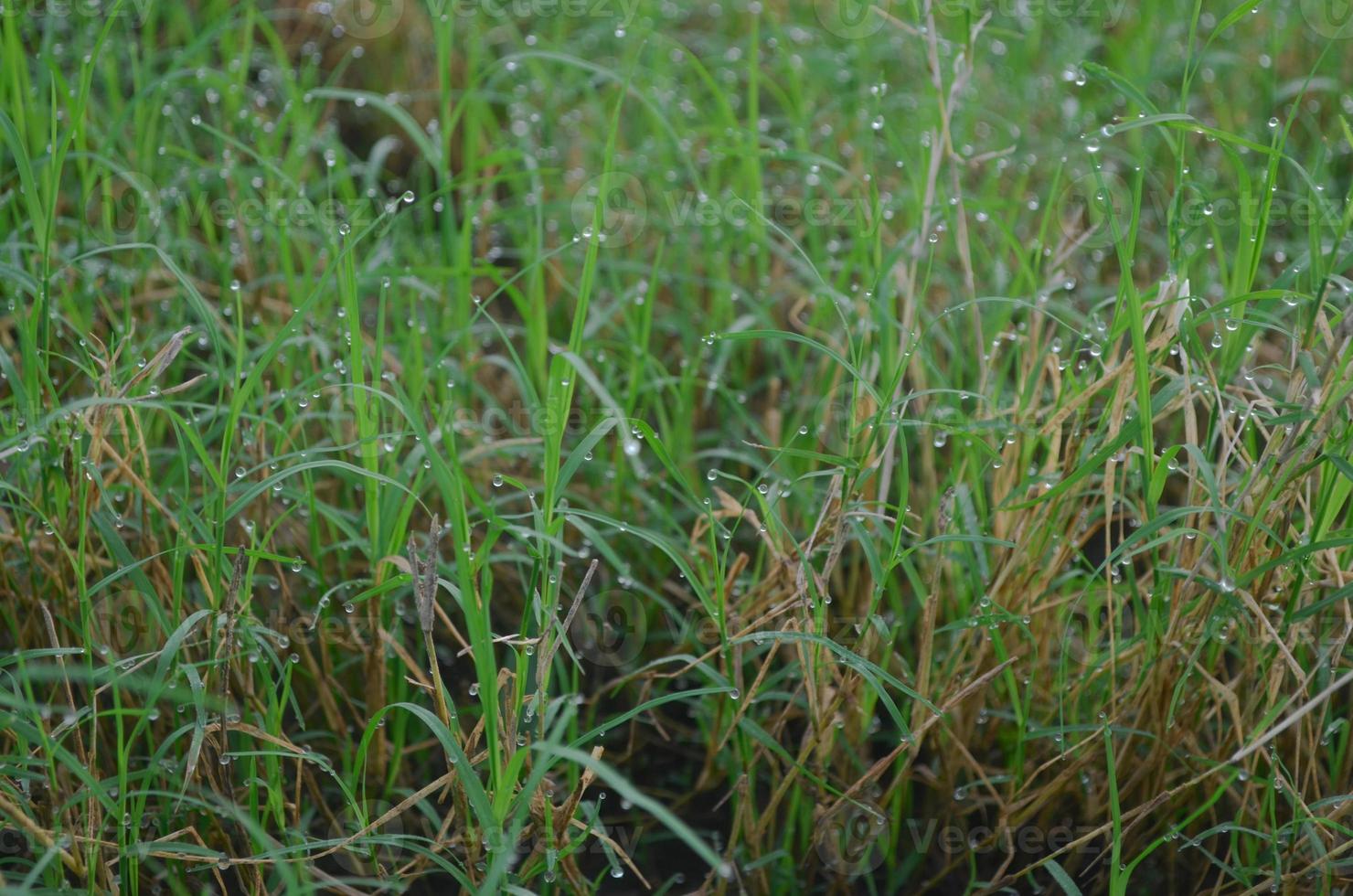 Closeup of green dew and green grass photo