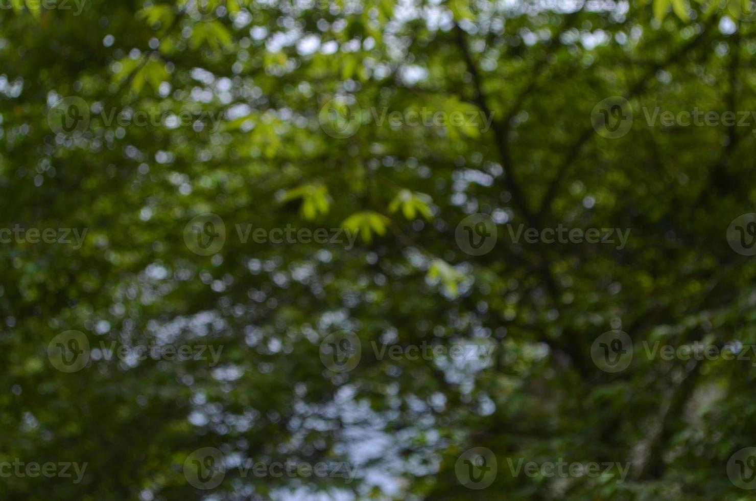 Defocused abstract background of leaves and cherry tree photo