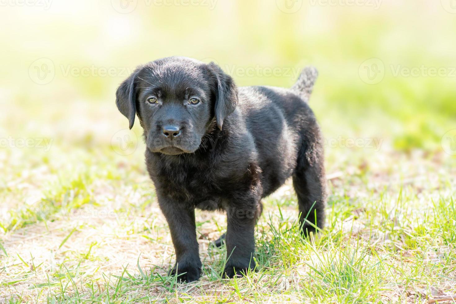 Black labrador on green grass. Portrait of a dog one month old labrador retriever puppy. photo