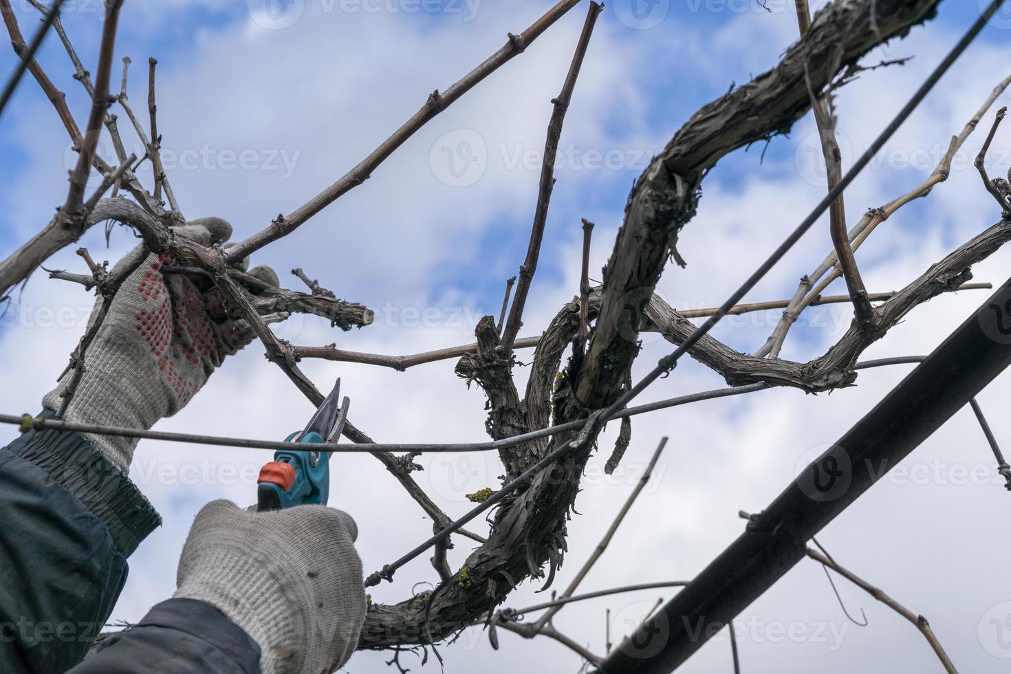 pruning a grape bush, branch, Pruning the vine of grapes. kitchen-garden, Forming a grape bush photo