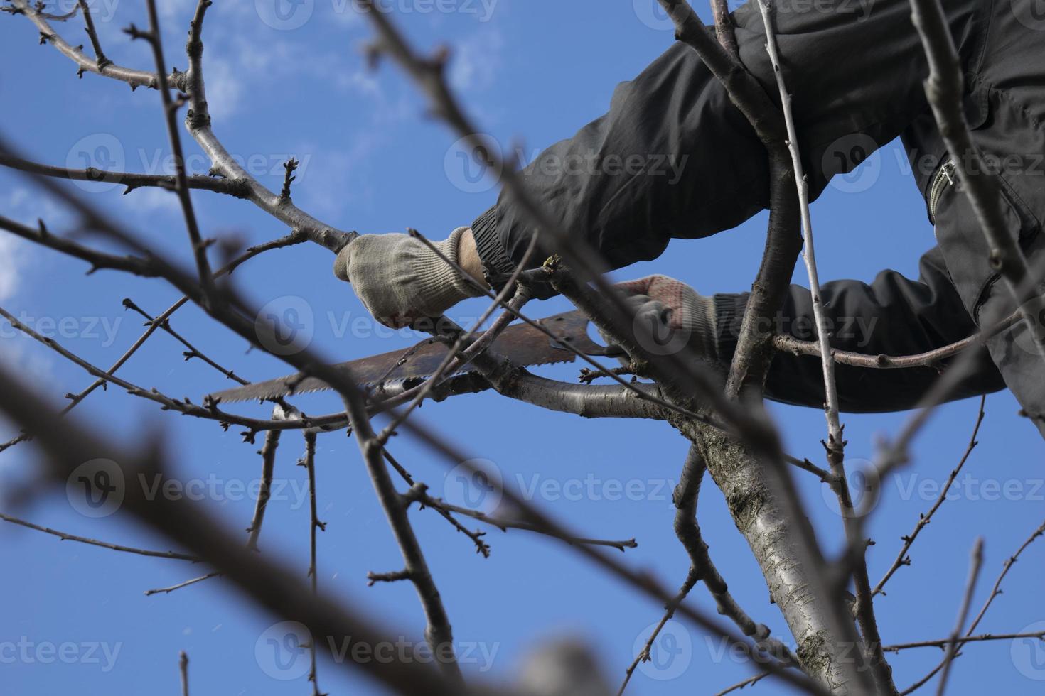 Spring work in the garden. Pruning fruit trees in the garden with a hacksaw. photo