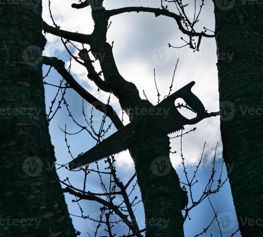 trabajo de primavera en el jardín. podar árboles frutales en el jardín con una sierra para metales. foto