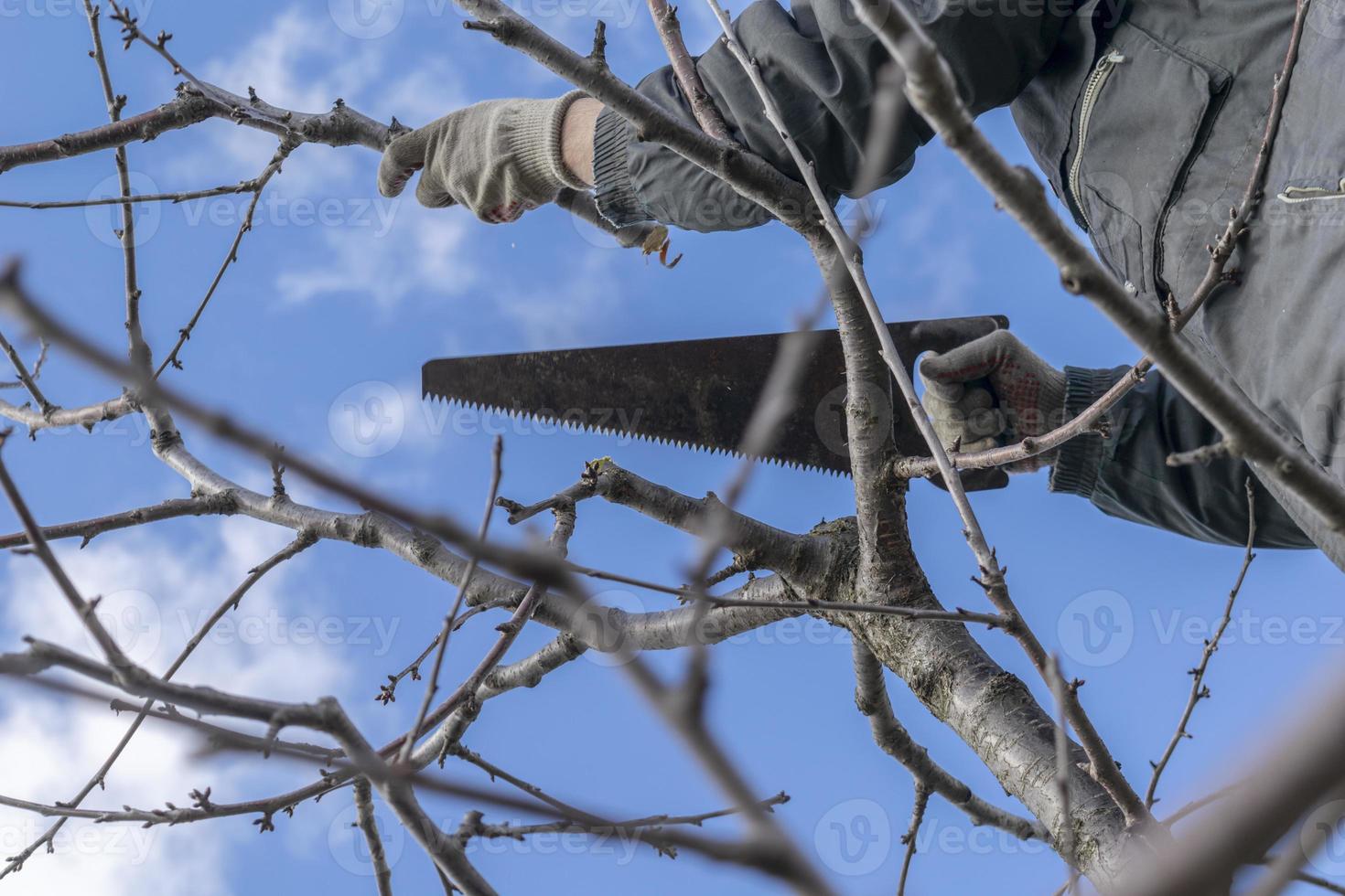 Spring work in the garden. Pruning fruit trees in the garden with a hacksaw. photo