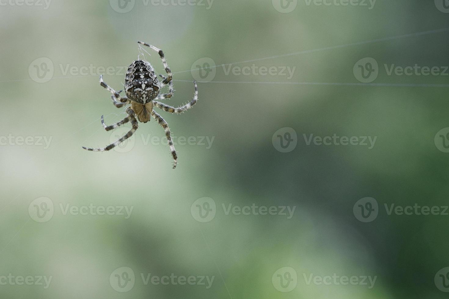 Cross spider crawling on a spider thread. Halloween fright. Blurred background. photo