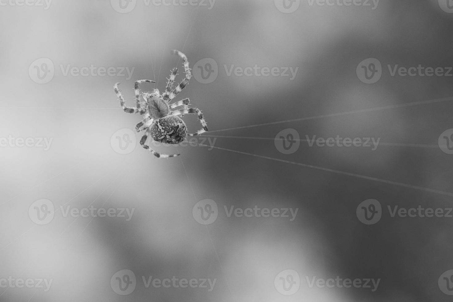 Cross spider shot in black and white, in a spider web, lurking for prey. Blurred photo