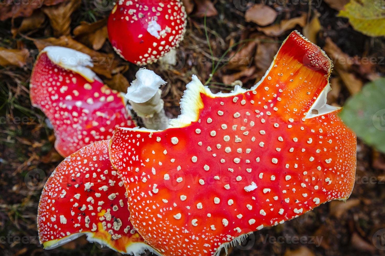 Nature photography, close-up of a severely toxic fungus with a broken stem photo