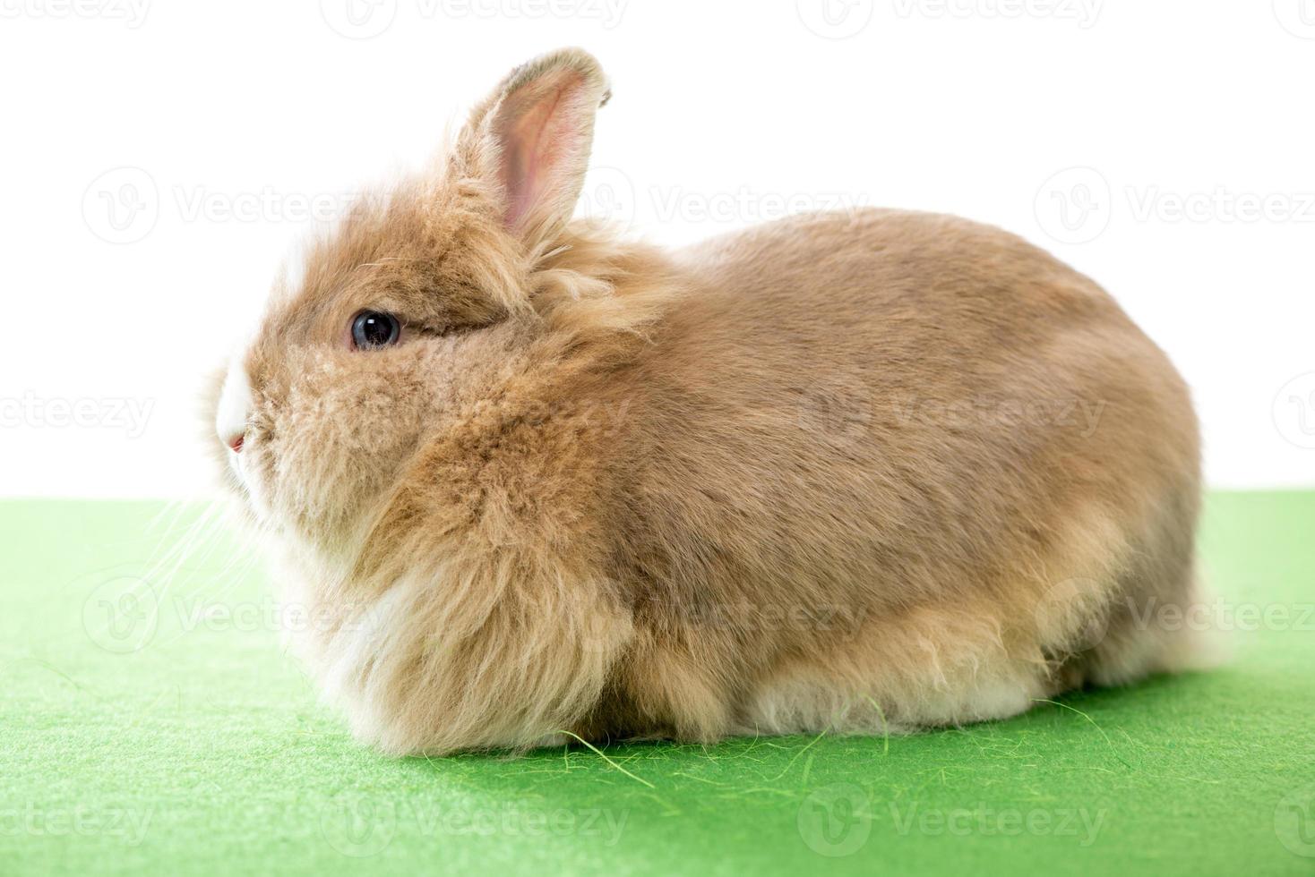 Rabbit on green surface photo