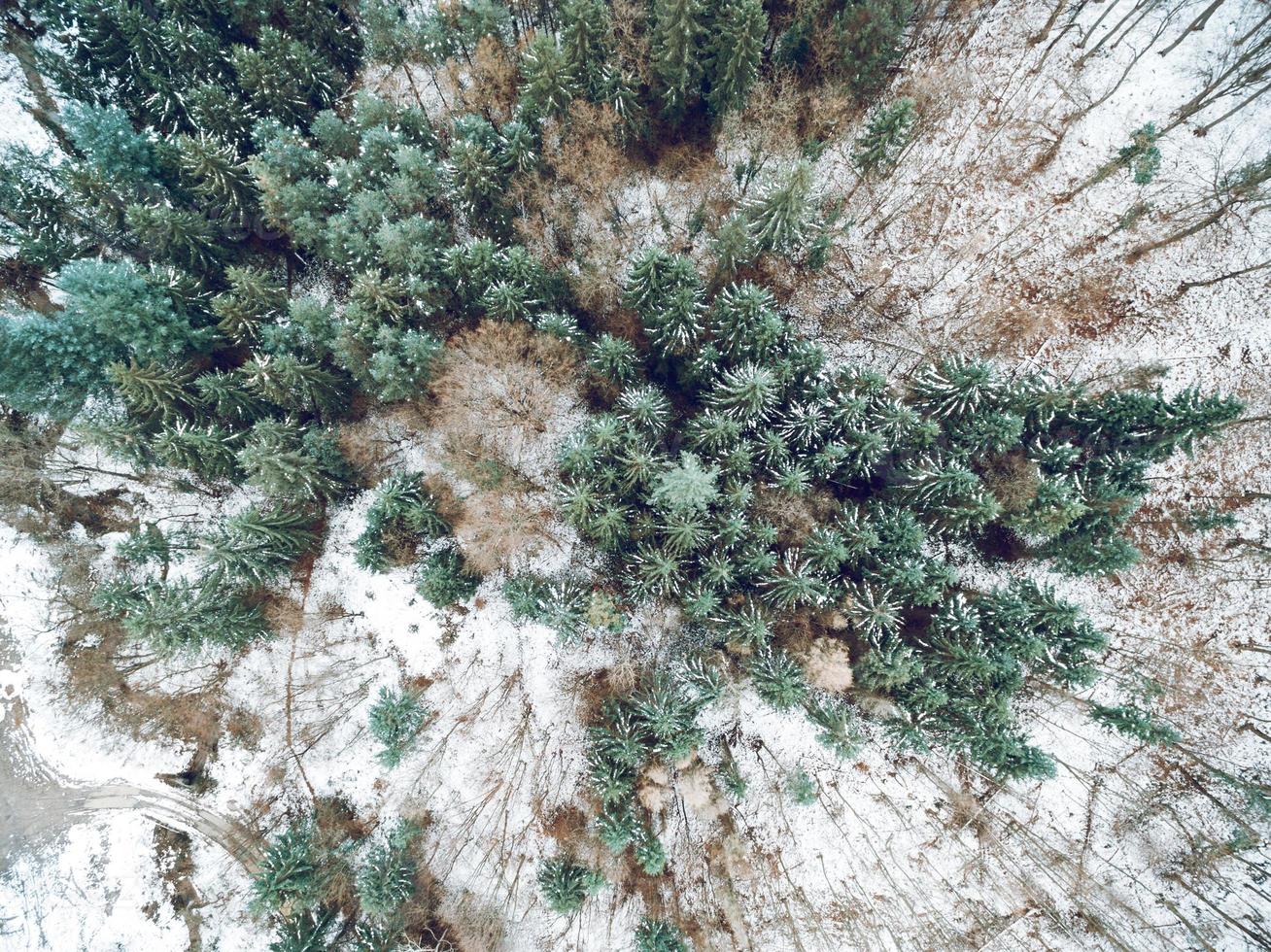 Forest In Winter From Above photo