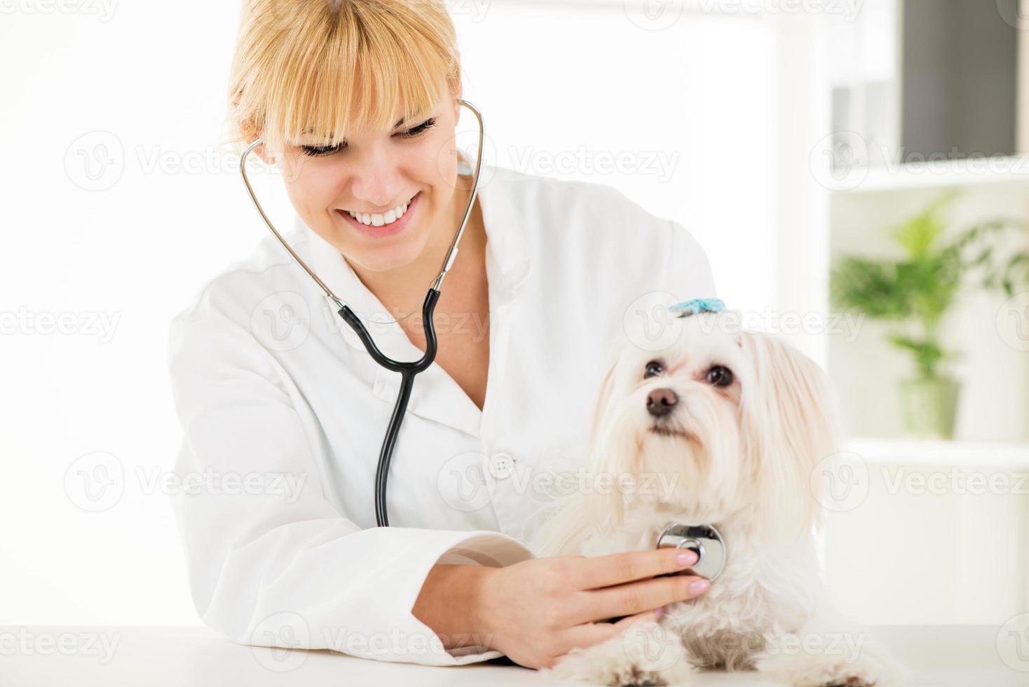 At the veterinary photo