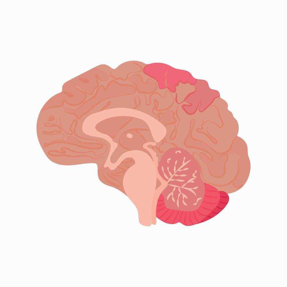 ilustración vectorial del hemisferio aislado del cerebro con estructura detallada del órgano de la cabeza. vector