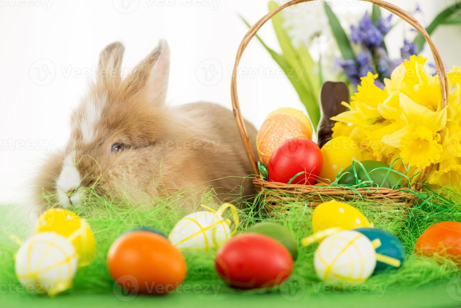 Easter Bunny view photo