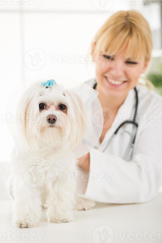 At the veterinary photo