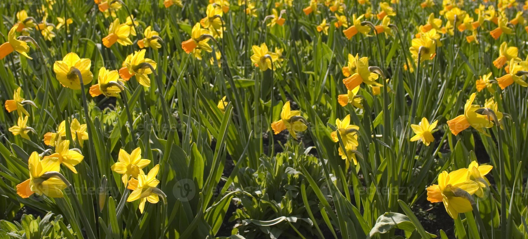 yellow flowers filling the frame photo