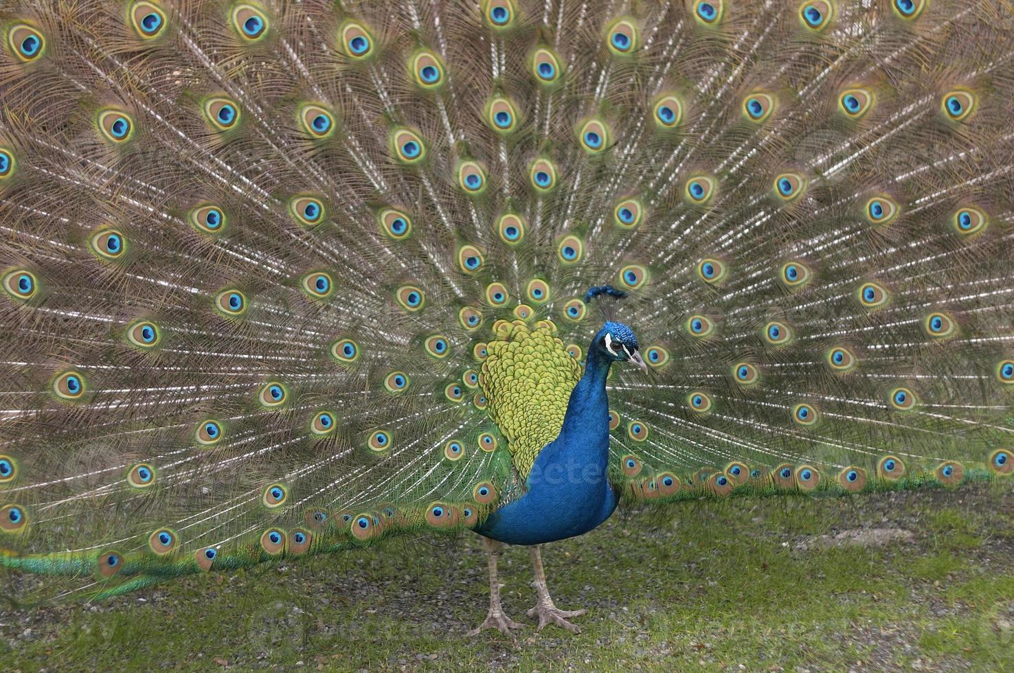 a male  peacock photo