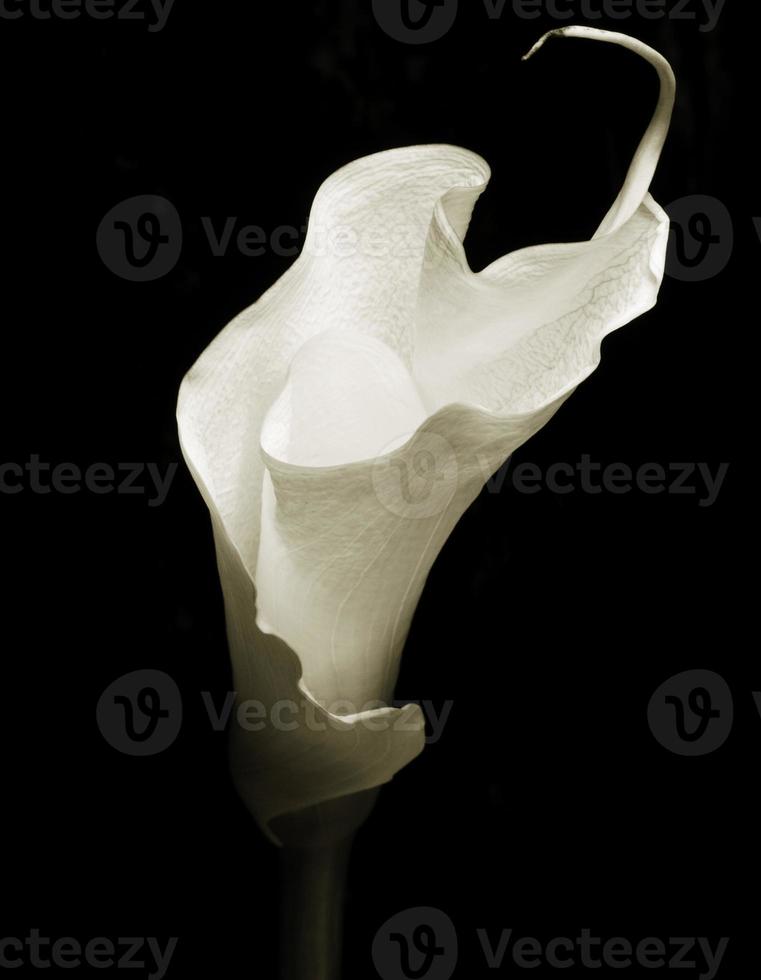 Calla Lily  flower on a black background photo