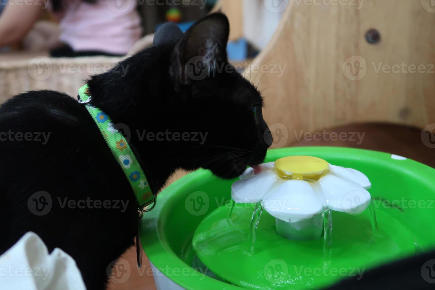 Black cat drinks water from waterfall circulating pet drinker photo