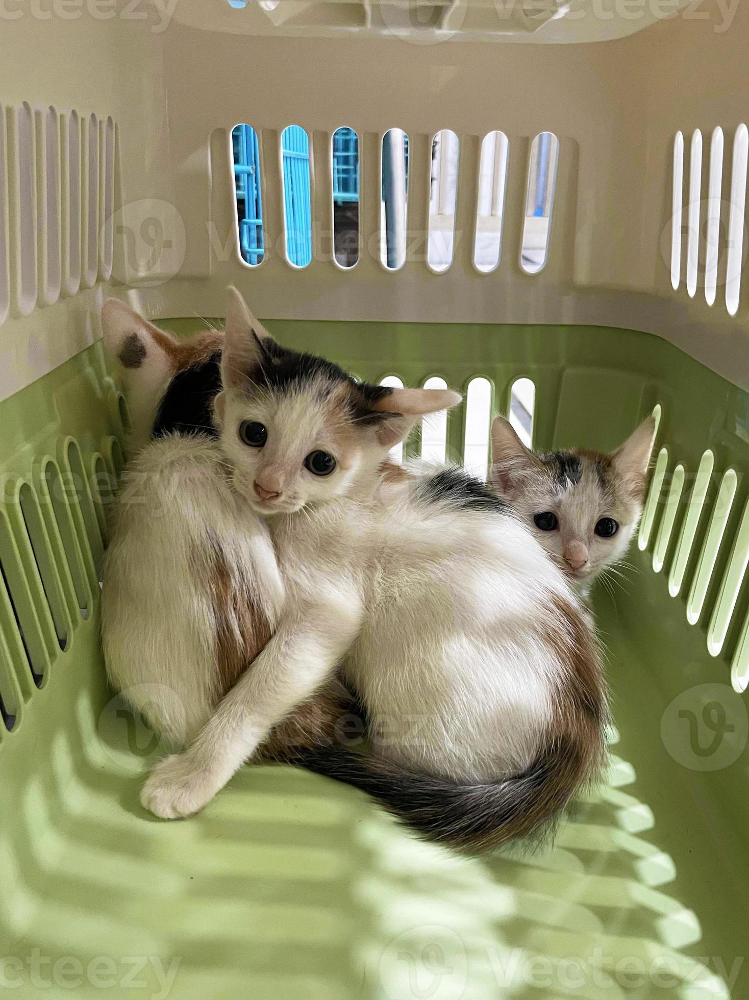 Small cats with sad eyes in a pet carrier. close up of worried cat face in  cage to see a doctor 14160532 Stock Photo at Vecteezy