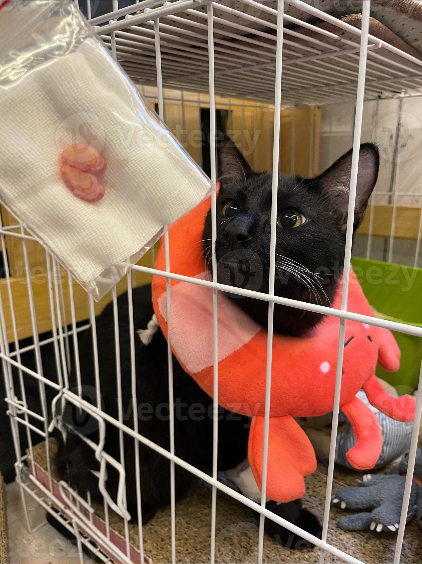 Black cat wear medical collar in cage. Veterinary concept