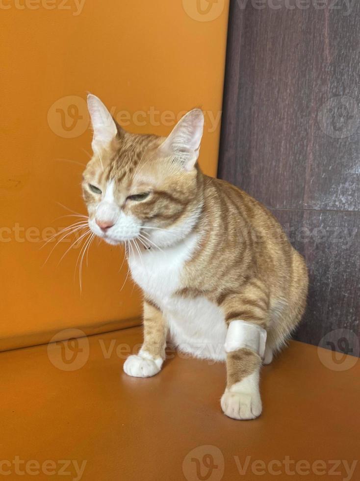 Cat patient for blood testing or transfusion of blood and drugs. Concept of veterinary health care. cat leg with a bandage that is a wound from blood draws. photo