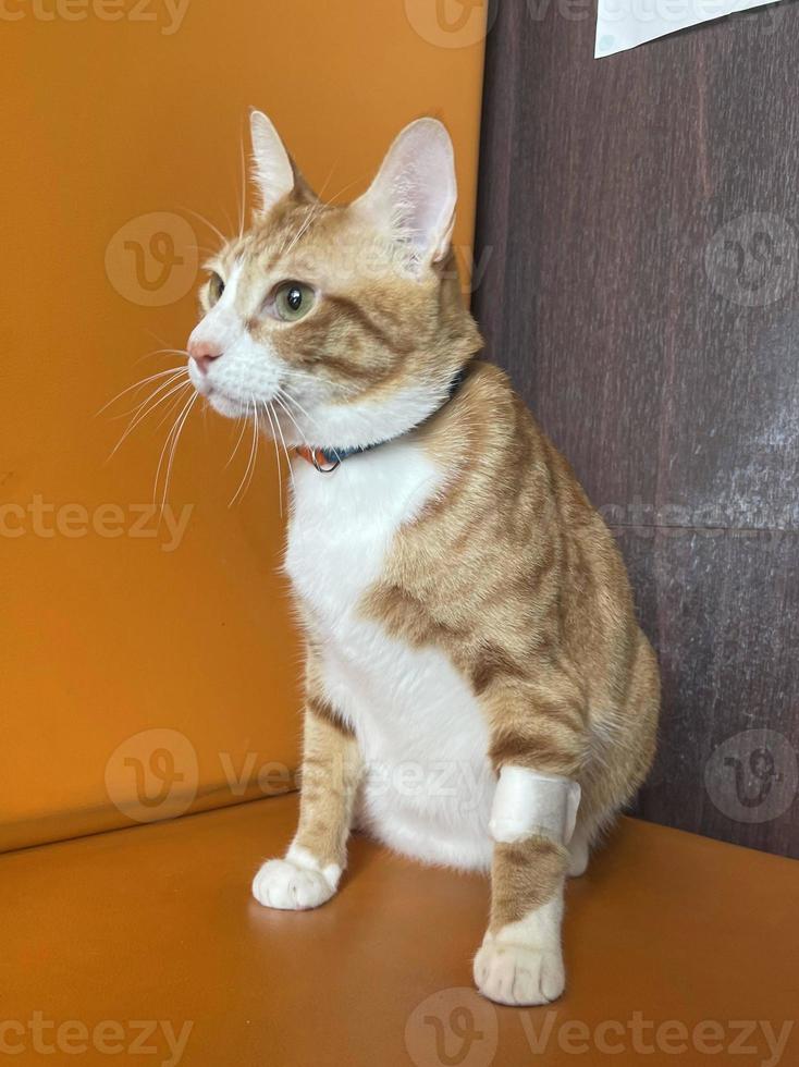 Cat patient for blood testing or transfusion of blood and drugs. Concept of veterinary health care. cat leg with a bandage that is a wound from blood draws. photo