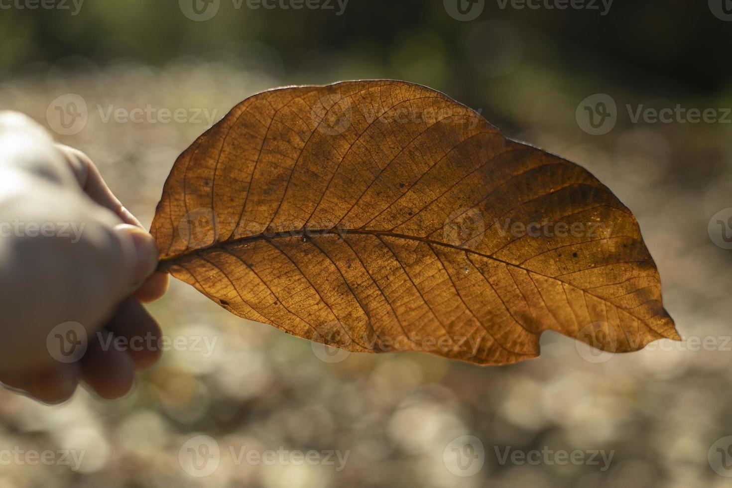 Autumn leaf in hand. Large dry leaf of plant. Details of autumn beauty. photo