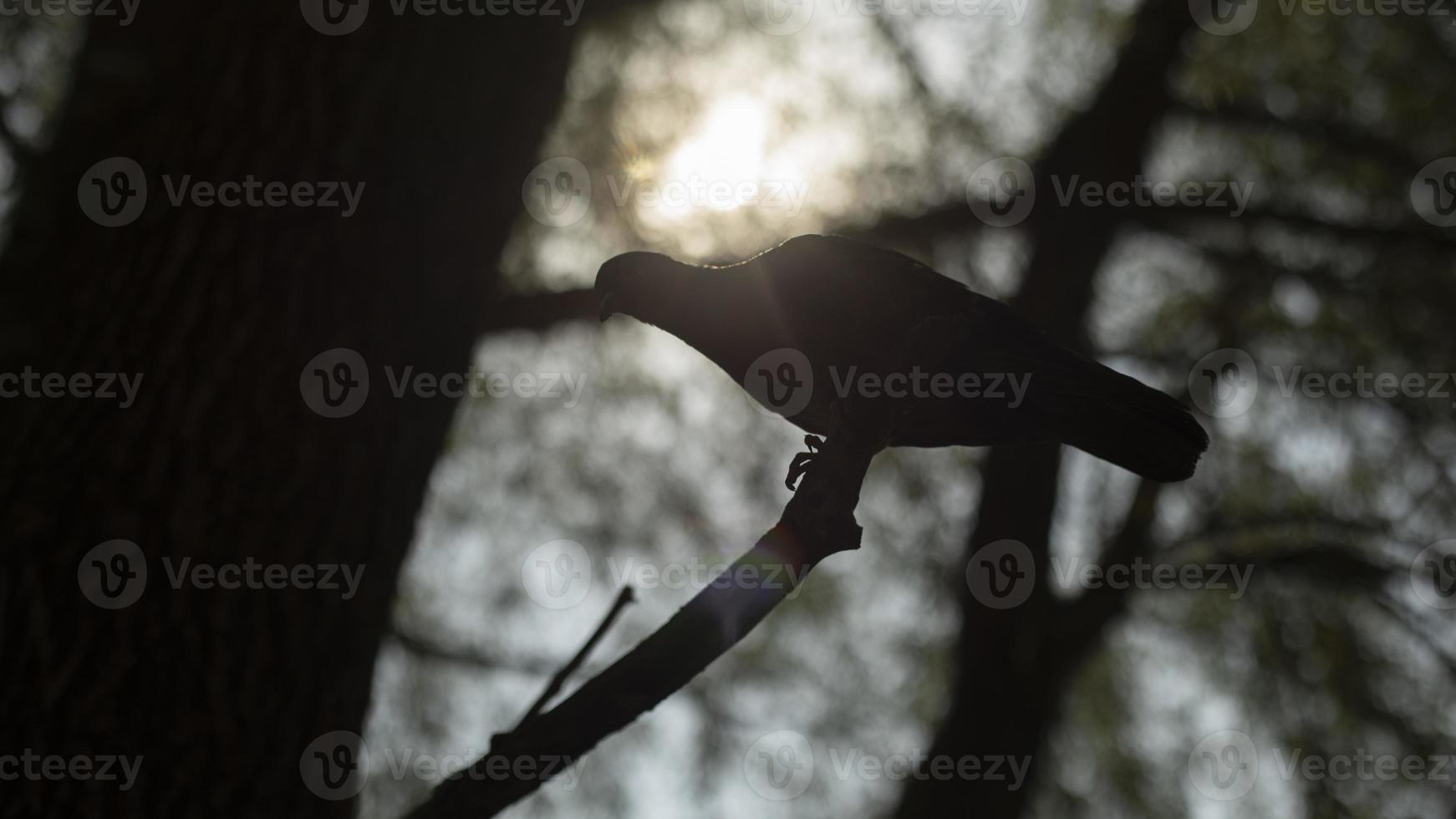 paloma en rama. silueta de pájaro en el árbol. pájaro en el parque. foto