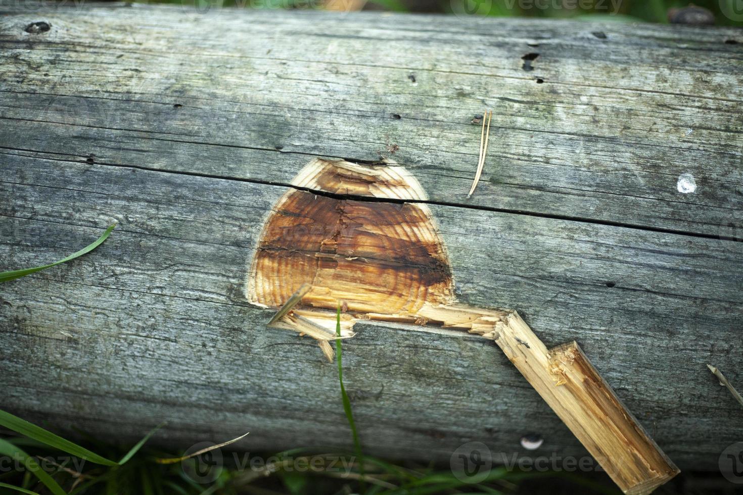 Details of deforestation. Old trees. Dry logs. photo