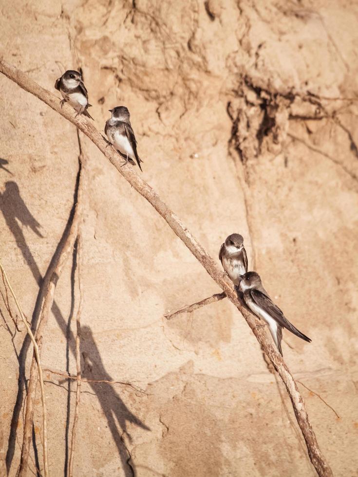 Small coastal birds sit on the roots of the slop slope of the coastline. photo
