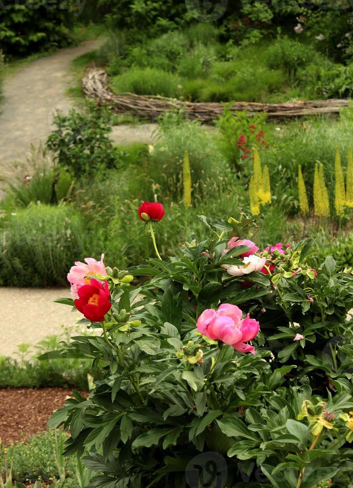 Late Season Peonies in Denver Botanic Gardens photo