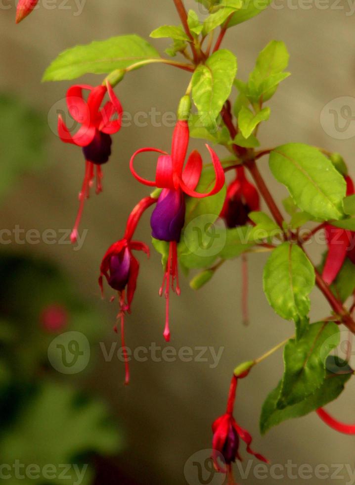 Fuschia Flowers in a Garden Setting photo