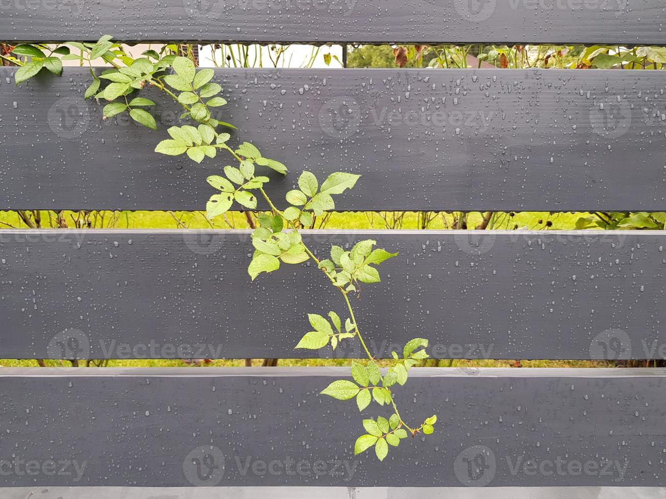 A branch of a climbing rose has sprouted through the gap of a gray horizontal wooden fence. Raindrops on the surface of the boards. photo