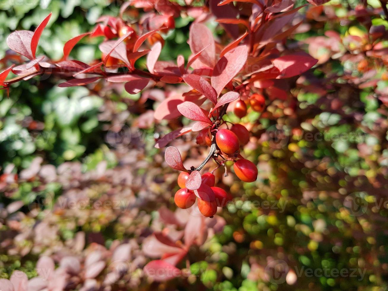 primer plano de la rama de agracejo con bayas rojas y hojas carmesí. follaje de arbusto en el fondo. enfoque selectivo, primer plano. foto