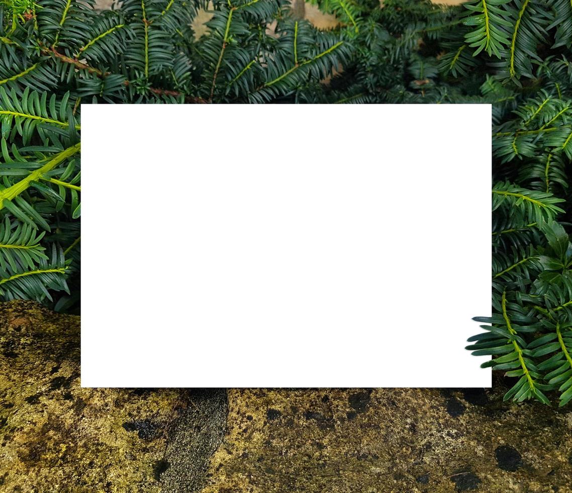 Blank framework for photo or congratulation on Christmas with pine tree and stone.