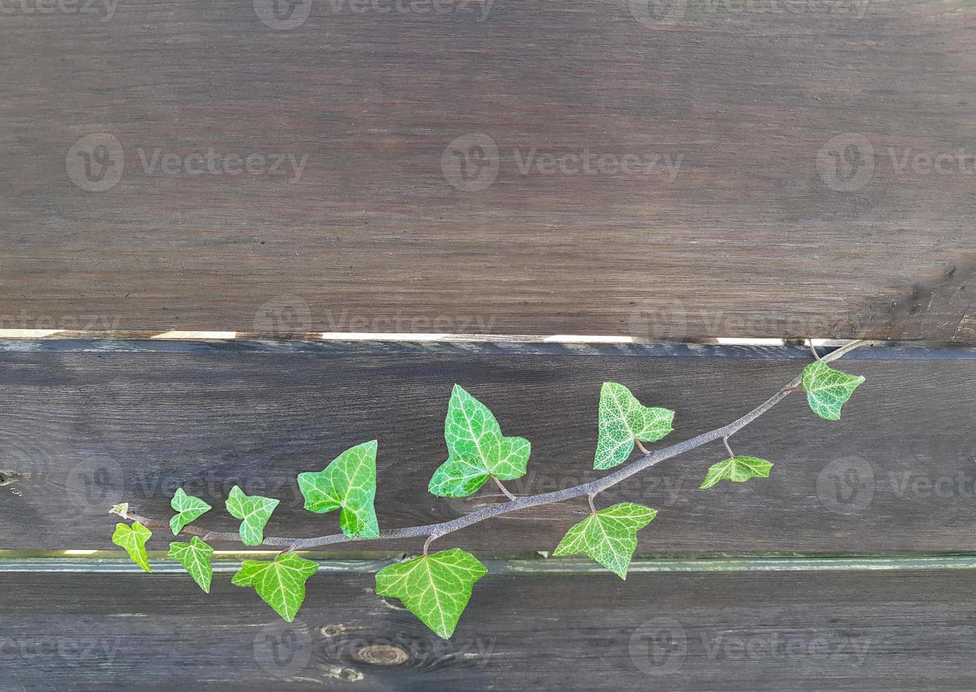 A green ivy branch has broken through the gap of a dark horizontal wooden fence. Place for text on a plank. photo