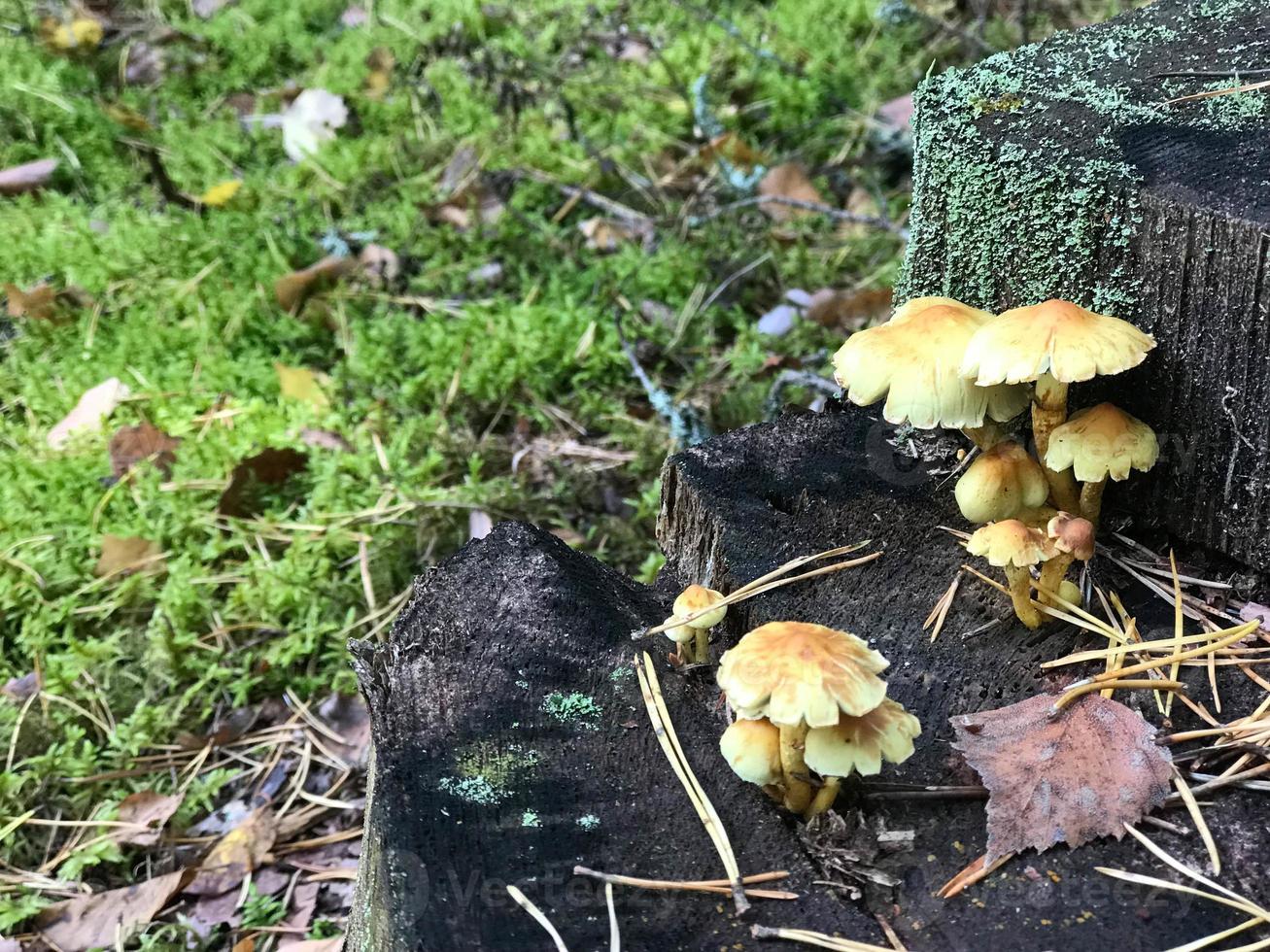 diferentes champiñones leñosos deliciosos en el tronco de un tronco cubierto de musgo verde natural y hierba con hojas en el bosque. foto