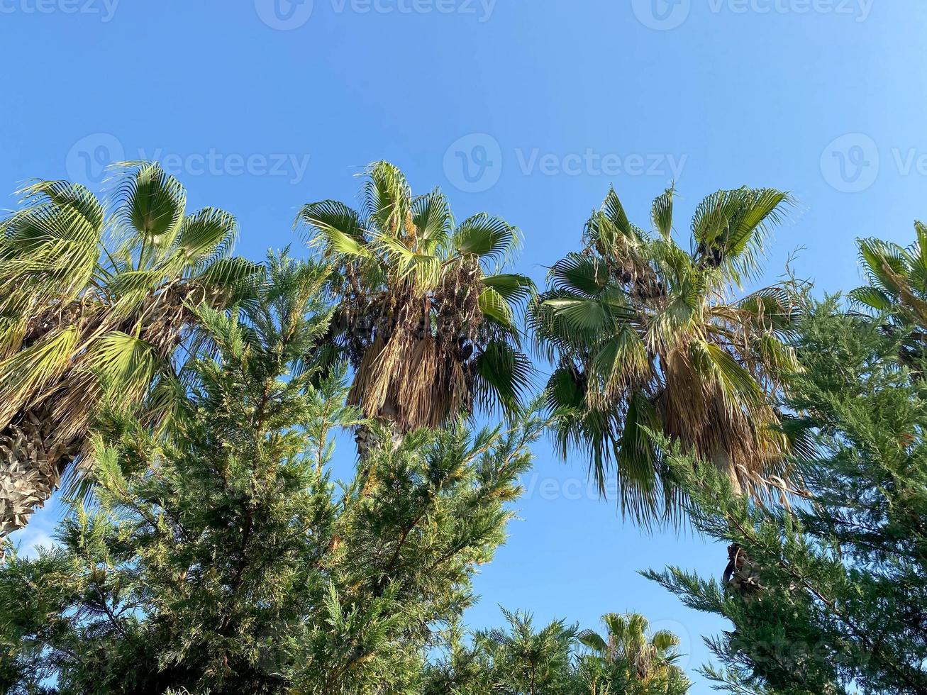 The tops of palm trees with green leaves and other trees against the blue sky in a warm tropical eastern country southern resort photo