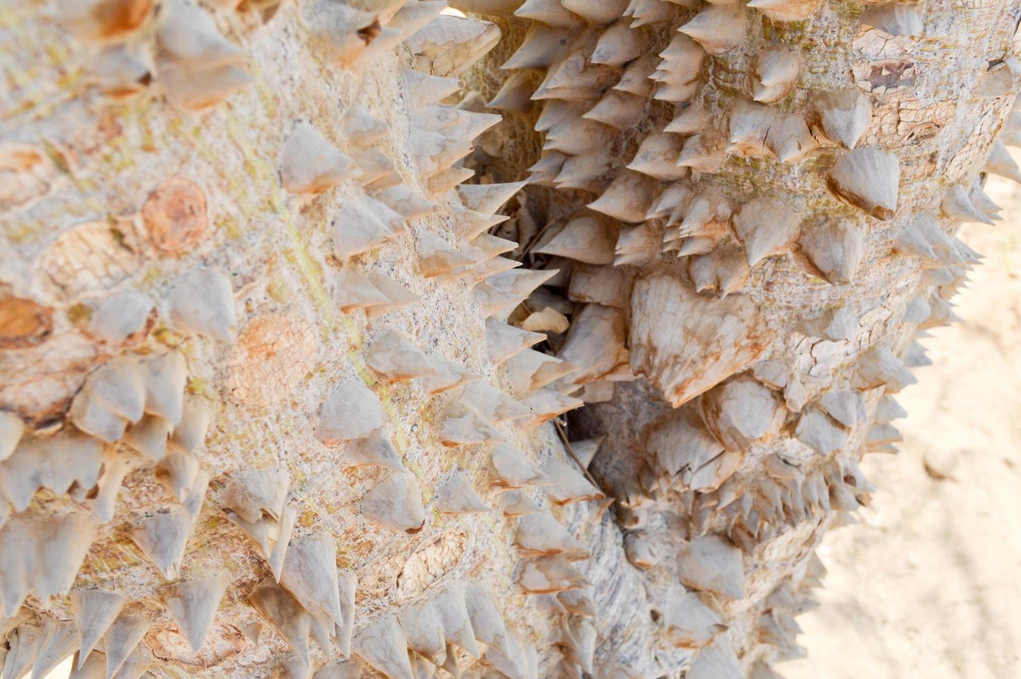 un gran árbol aterrador con una corteza de púas con púas afiladas exóticas tropicales raras inusuales únicas textura peligrosa. el fondo foto